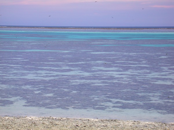 Reef